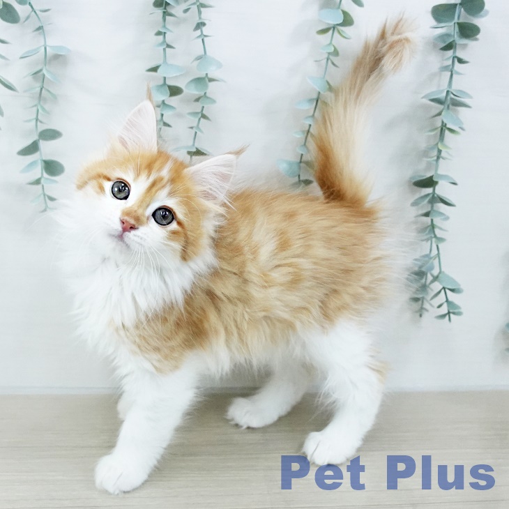 ノルウェージャンフォレストキャット