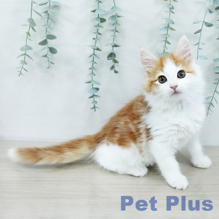 神奈川県のノルウェージャンフォレストキャット (ペットプラス 武蔵小杉店/2025年10月11日生まれ/男の子/レッドタビーホワイト)の子猫の1枚目の画像