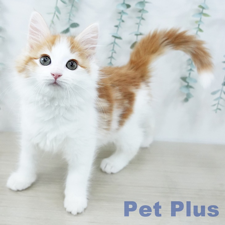 神奈川県のノルウェージャンフォレストキャット (ペットプラス 武蔵小杉店/2025年10月11日生まれ/男の子/レッドタビーホワイト)の子猫の2枚目の画像