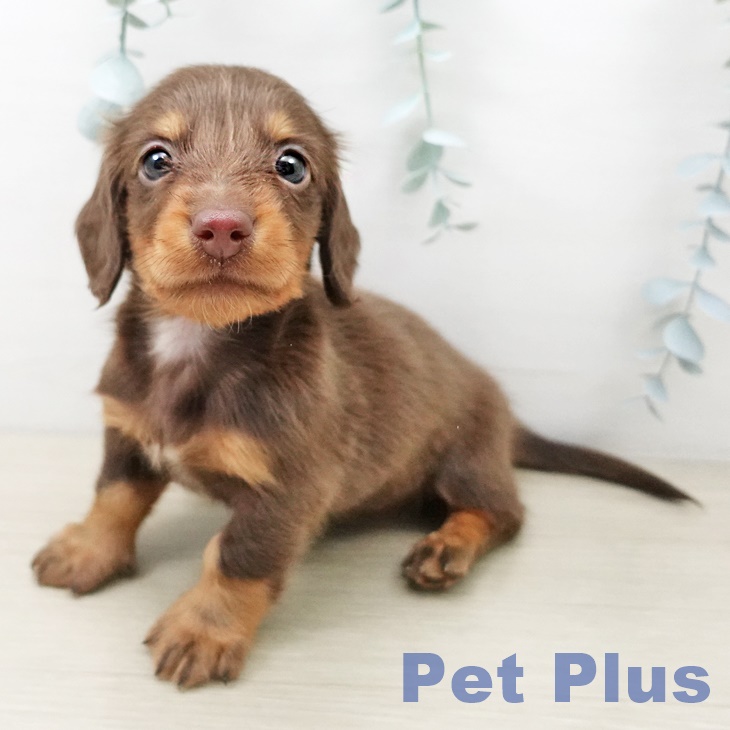 福島県のミニチュアダックスフンド(ロング) (ペットプラス 福島店/2025年10月12日生まれ/男の子/チョコレートタン)の子犬の1枚目の画像
