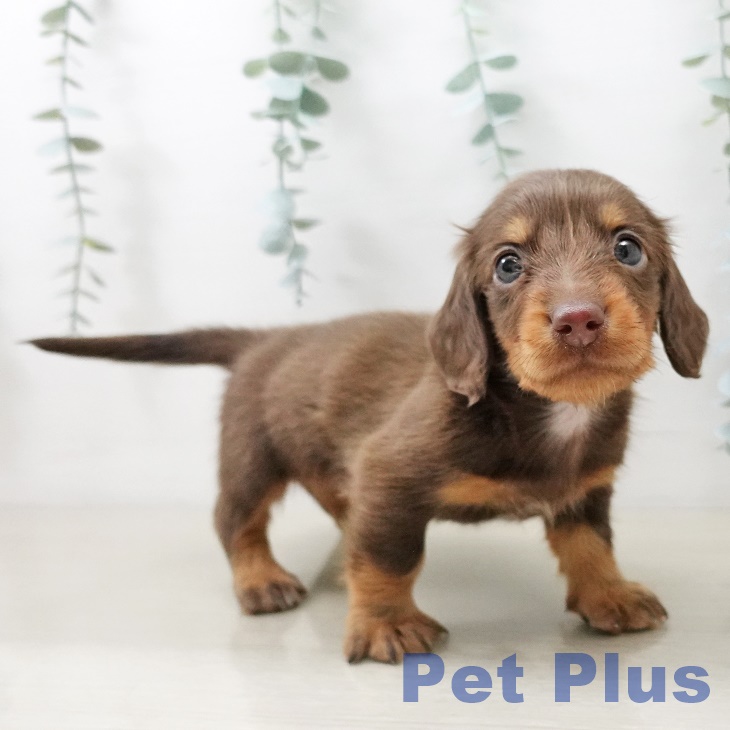 福島県のミニチュアダックスフンド(ロング) (ペットプラス 福島店/2025年10月12日生まれ/男の子/チョコレートタン)の子犬の2枚目の画像