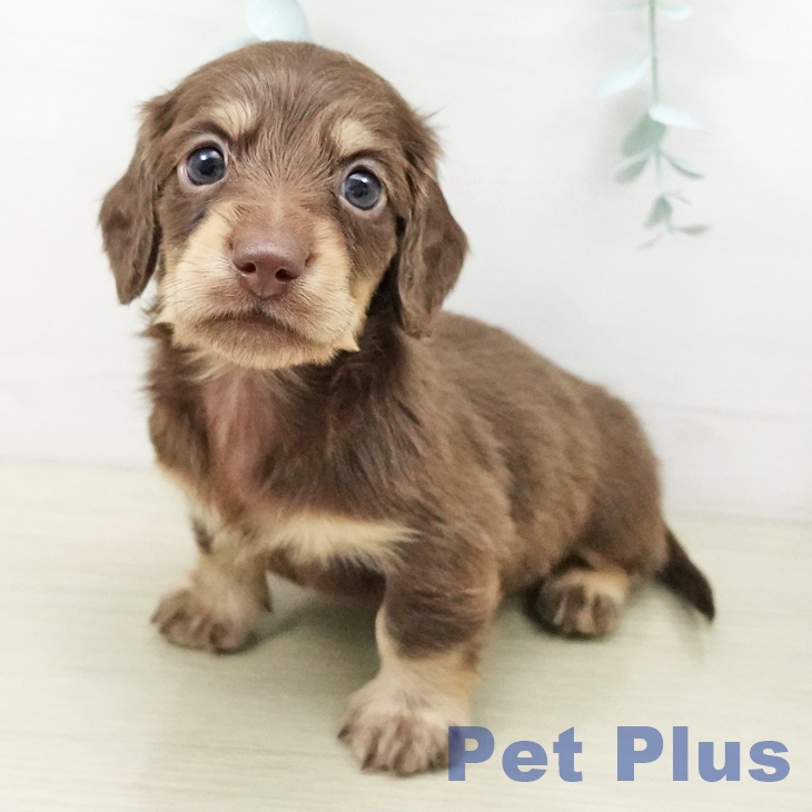 ミニチュア・ダックスフンド