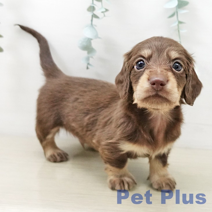 ミニチュア・ダックスフンド