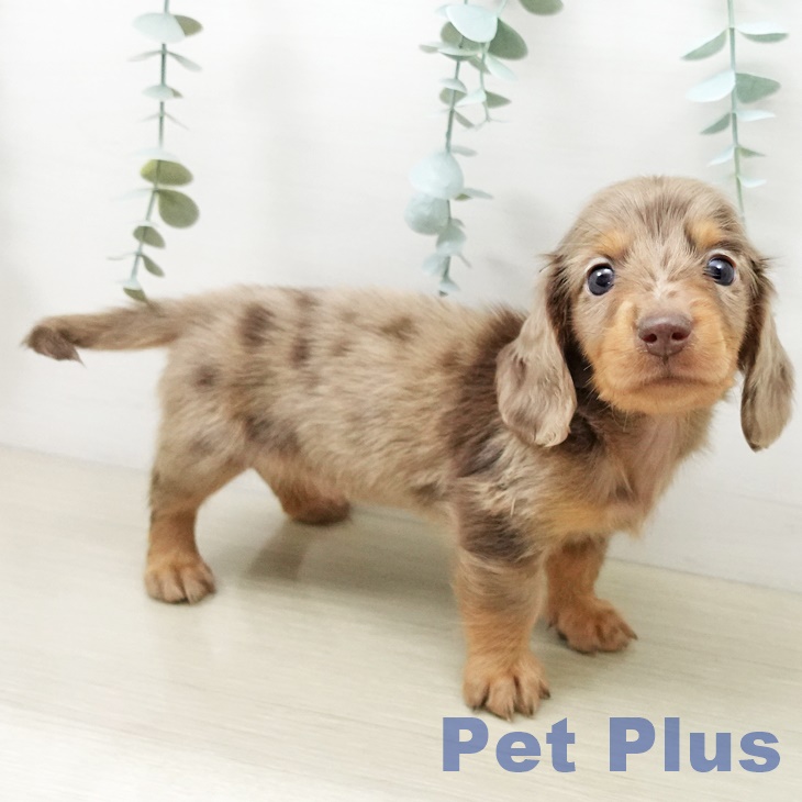 ミニチュア・ダックスフンド