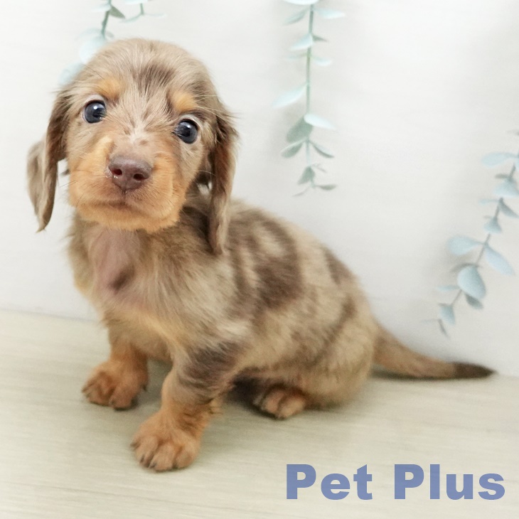 ミニチュア・ダックスフンドの写真2