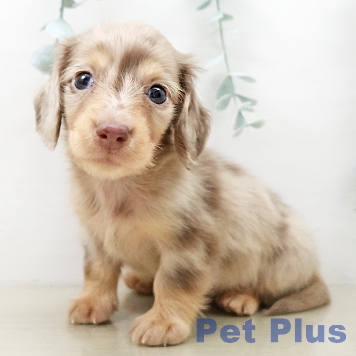 千葉県のミニチュアダックスフンド(ロング) (ペッツワン 千葉ニュータウン店/2025年10月12日生まれ/男の子/チョコレートダップル)の子犬の1枚目の画像