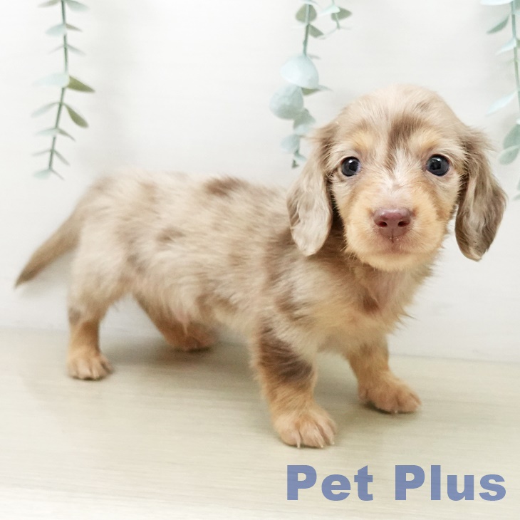 千葉県のミニチュアダックスフンド(ロング) (ペッツワン 千葉ニュータウン店/2025年10月12日生まれ/男の子/チョコレートダップル)の子犬の2枚目の画像