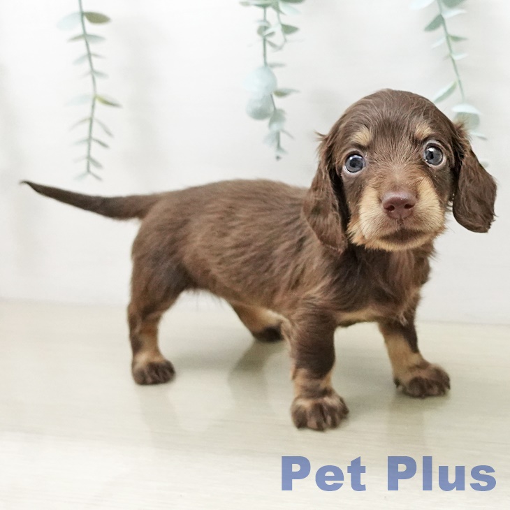 神奈川県のミニチュアダックスフンド(ロング) (ペットプラス 武蔵小杉店/2025年10月12日生まれ/女の子/チョコレートタン)の子犬の1枚目の画像