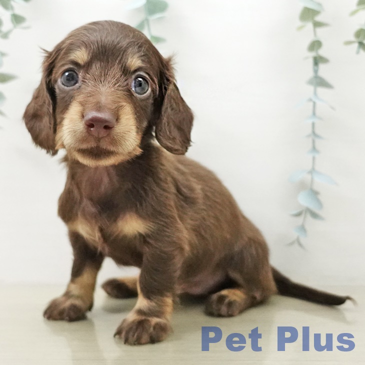 神奈川県のミニチュアダックスフンド(ロング) (ペットプラス 武蔵小杉店/2025年10月12日生まれ/女の子/チョコレートタン)の子犬の2枚目の画像