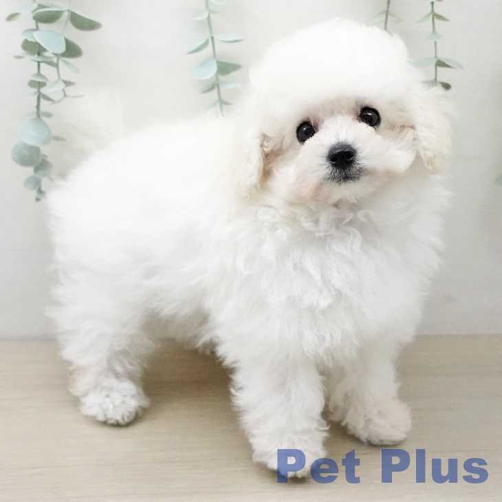 東京都のトイプードル(トイ) (ペットプラス アクアシティお台場店/2025年10月5日生まれ/男の子/ホワイト)の子犬の1枚目の画像
