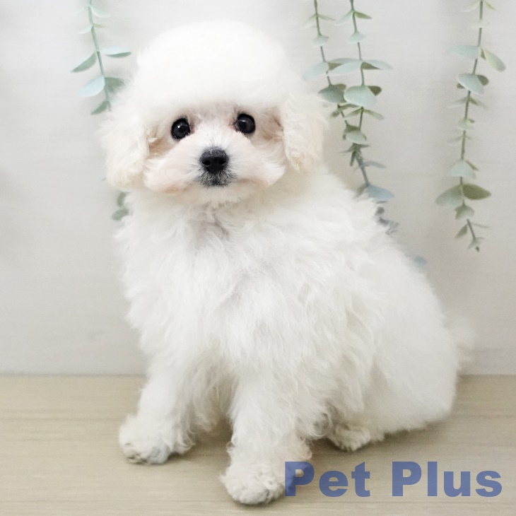 東京都のトイプードル(トイ) (ペットプラス アクアシティお台場店/2025年10月5日生まれ/男の子/ホワイト)の子犬の2枚目の画像