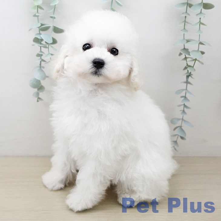 トイ・プードル