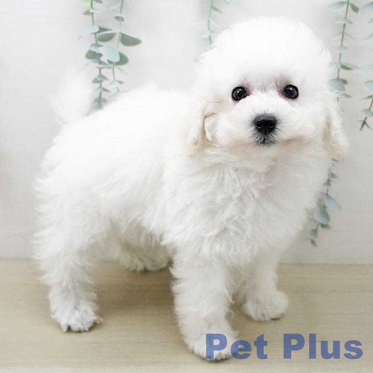 トイ・プードル