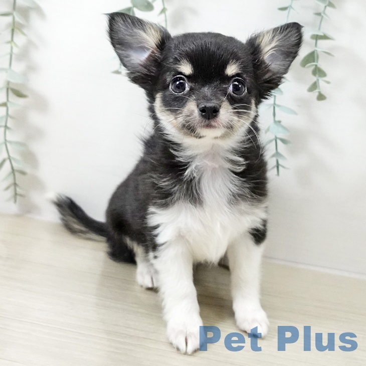神奈川県のチワワ(ロング) (ペットプラス 湘南平塚店/2025年10月8日生まれ/女の子/ブラックタンホワイト)の子犬の2枚目の画像