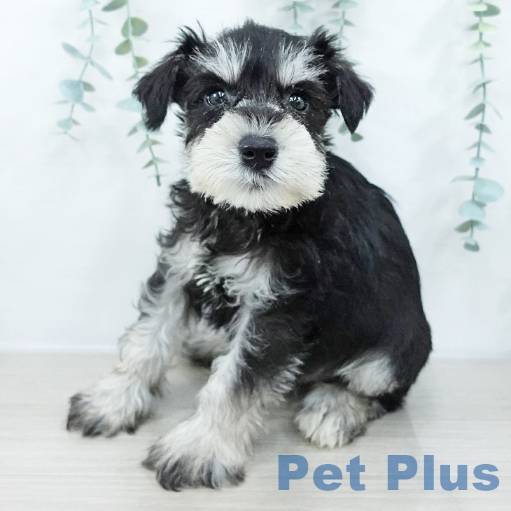 神奈川県のミニチュアシュナウザー (ペットプラス 座間店/2025年10月11日生まれ/男の子/ブラックシルバー)の子犬の1枚目の画像