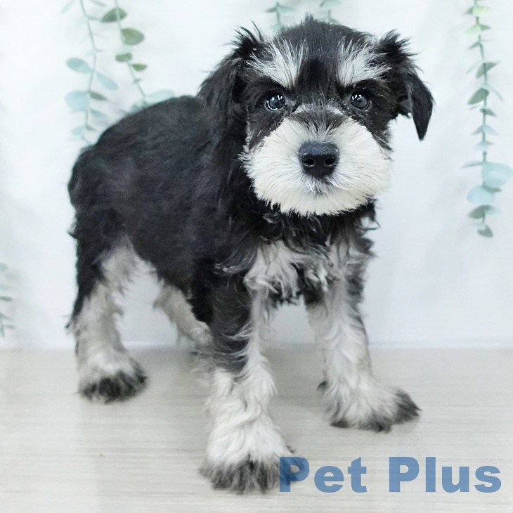 神奈川県のミニチュアシュナウザー (ペットプラス 座間店/2025年10月11日生まれ/男の子/ブラックシルバー)の子犬の2枚目の画像