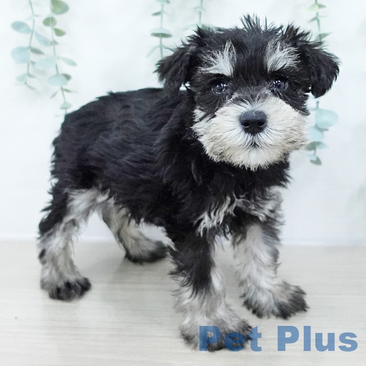東京都のミニチュアシュナウザー (ペットプラス 板橋店/2025年10月11日生まれ/女の子/ブラックシルバー)の子犬の2枚目の画像