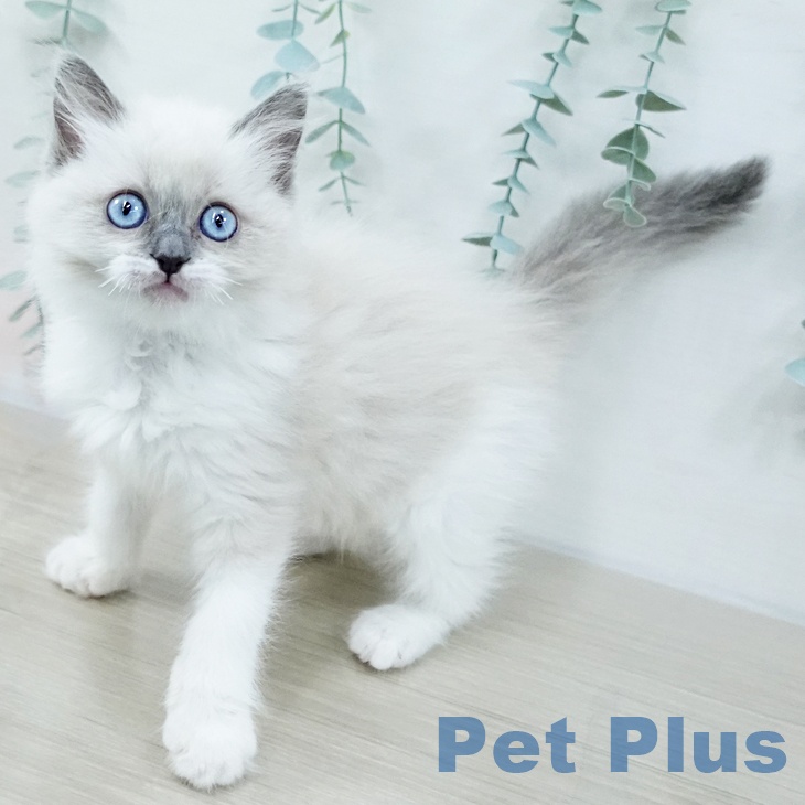 神奈川県のラグドール (ペットプラス 海老名店/2025年10月12日生まれ/女の子/ブルーポイントバイカラー)の子猫の1枚目の画像
