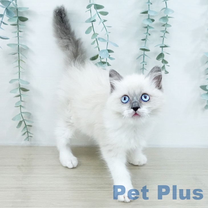 神奈川県のラグドール (ペットプラス 海老名店/2025年10月12日生まれ/女の子/ブルーポイントバイカラー)の子猫の2枚目の画像