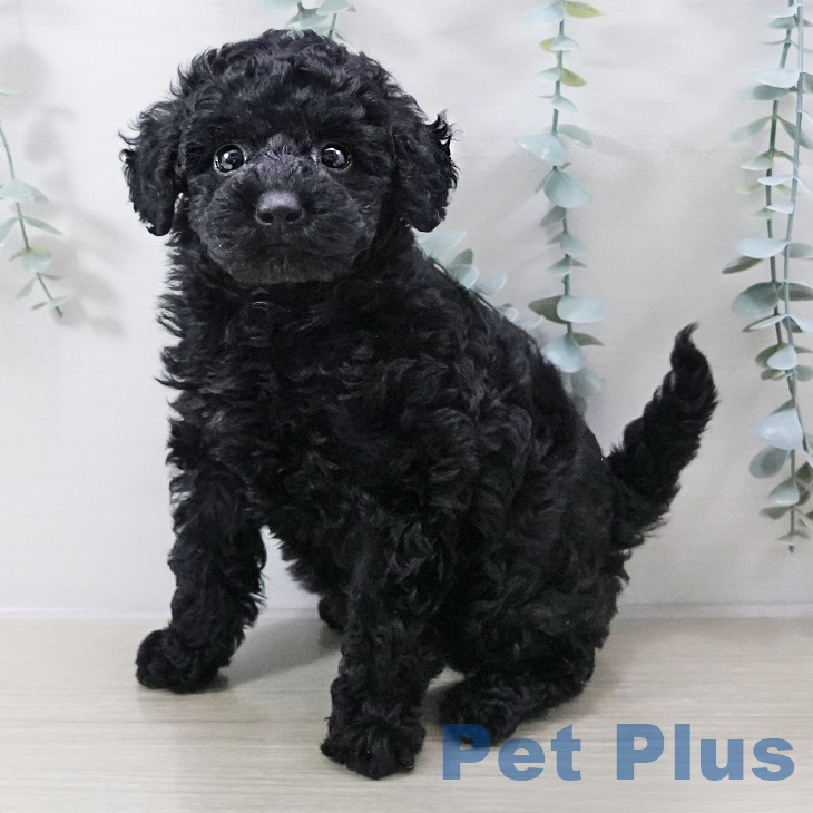 千葉県のトイプードル(トイ) (ペットプラス 幕張新都心店/2025年10月13日生まれ/女の子/ブラック)の子犬の1枚目の画像