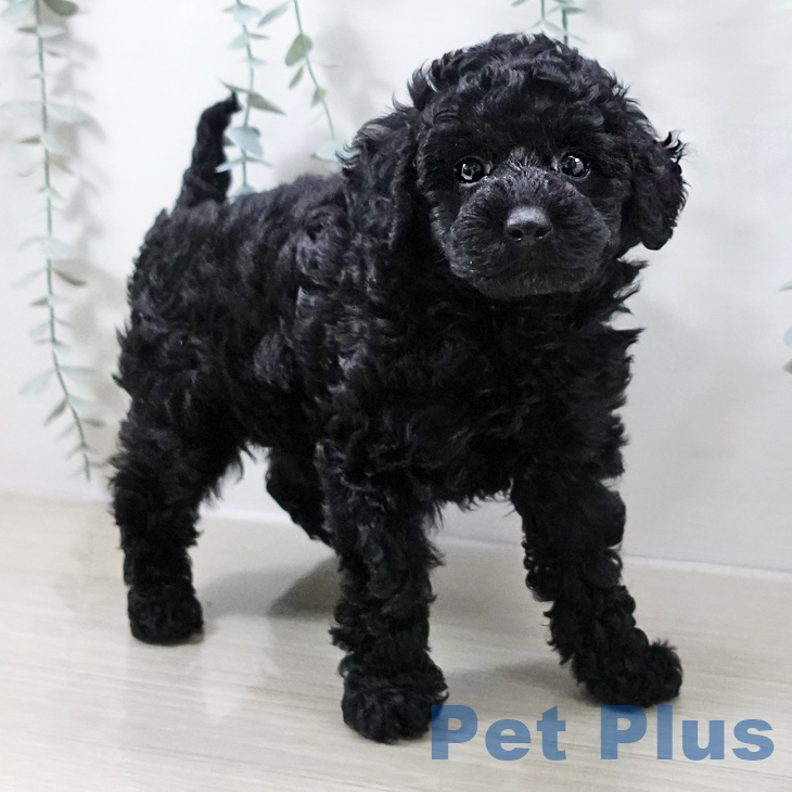 千葉県のトイプードル(トイ) (ペットプラス 幕張新都心店/2025年10月13日生まれ/女の子/ブラック)の子犬の2枚目の画像
