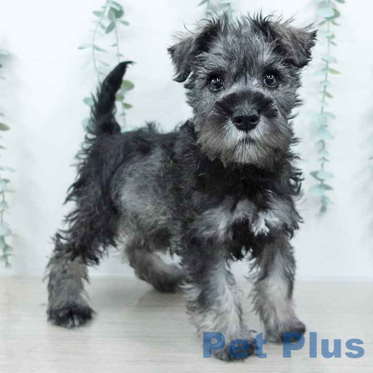 ミニチュア・シュナウザー