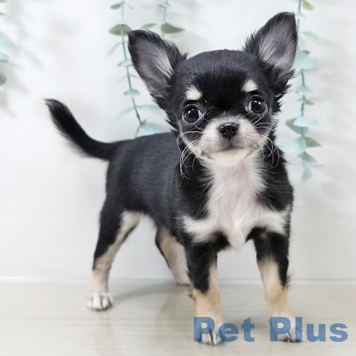 千葉県のチワワ(ロング) (ペッツワン 千葉ニュータウン店/2025年10月10日生まれ/女の子/ブラックタンホワイト)の子犬の1枚目の画像