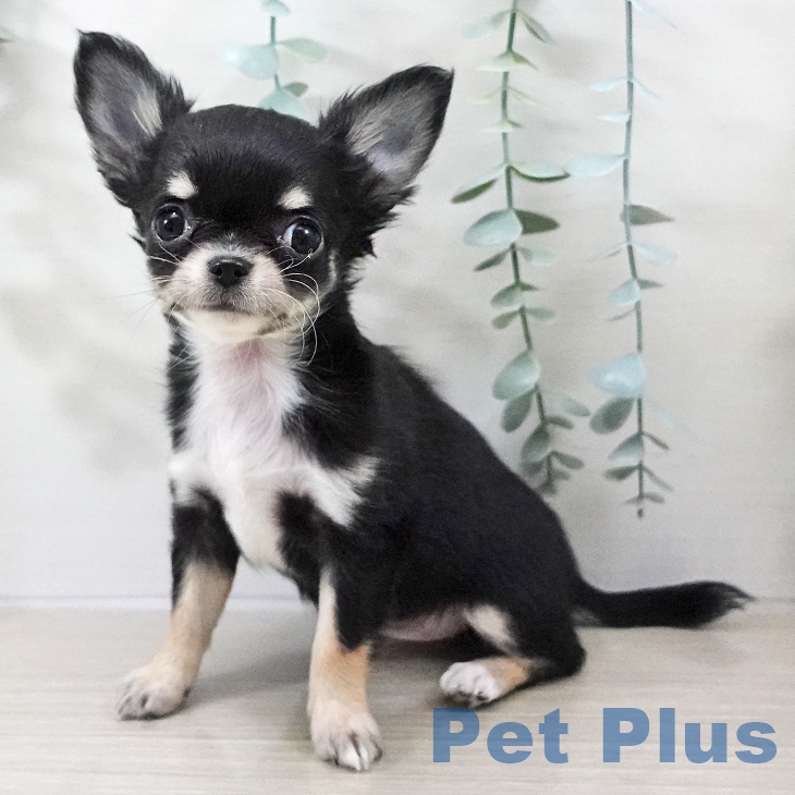 千葉県のチワワ(ロング) (ペッツワン 千葉ニュータウン店/2025年10月10日生まれ/女の子/ブラックタンホワイト)の子犬の2枚目の画像