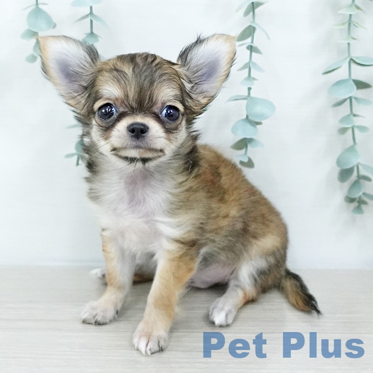 長野県のチワワ(ロング) (ペットプラス 須坂店/2025年10月10日生まれ/男の子/レッドホワイト)の子犬の1枚目の画像