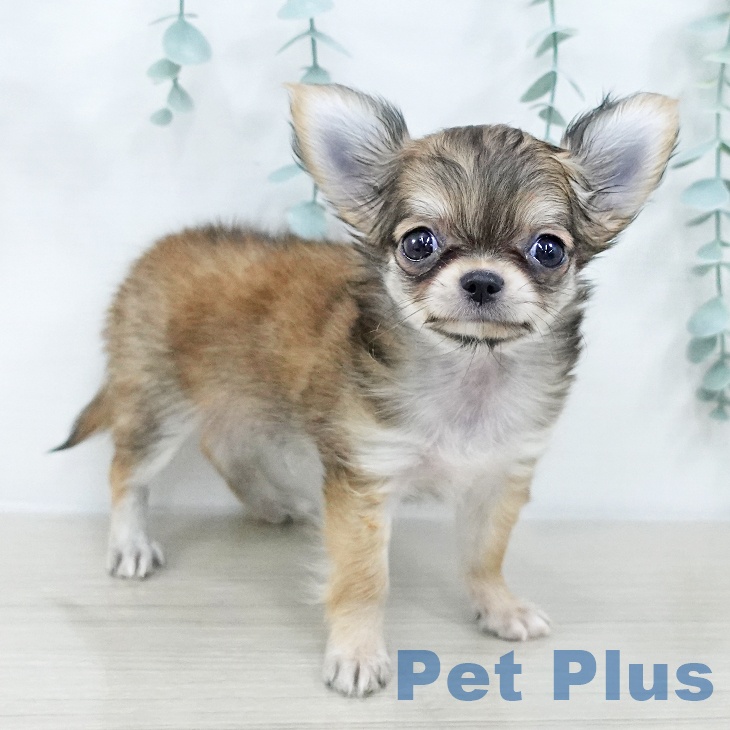 長野県のチワワ(ロング) (ペットプラス 須坂店/2025年10月10日生まれ/男の子/レッドホワイト)の子犬の2枚目の画像