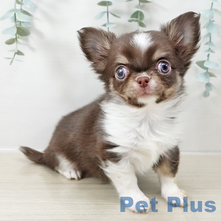 長野県のチワワ(ロング) (ペットプラス 須坂店/2025年10月12日生まれ/男の子/チョコレートホワイト)の子犬の1枚目の画像
