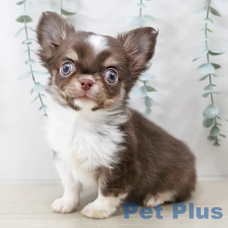 長野県のチワワ(ロング) (ペットプラス 須坂店/2025年10月12日生まれ/男の子/チョコレートホワイト)の子犬の2枚目の画像