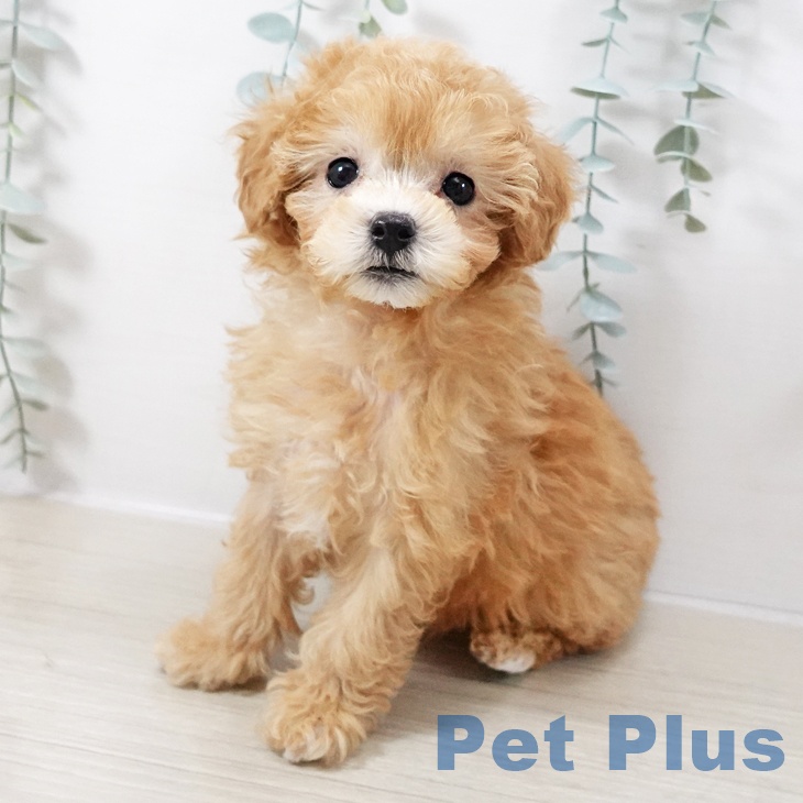 長野県のトイプードル(トイ) (ペットプラス 松本店/2025年10月13日生まれ/男の子/アプリコット)の子犬