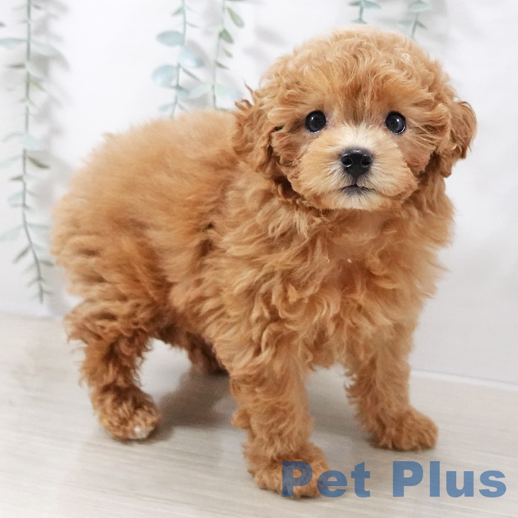 トイ・プードル