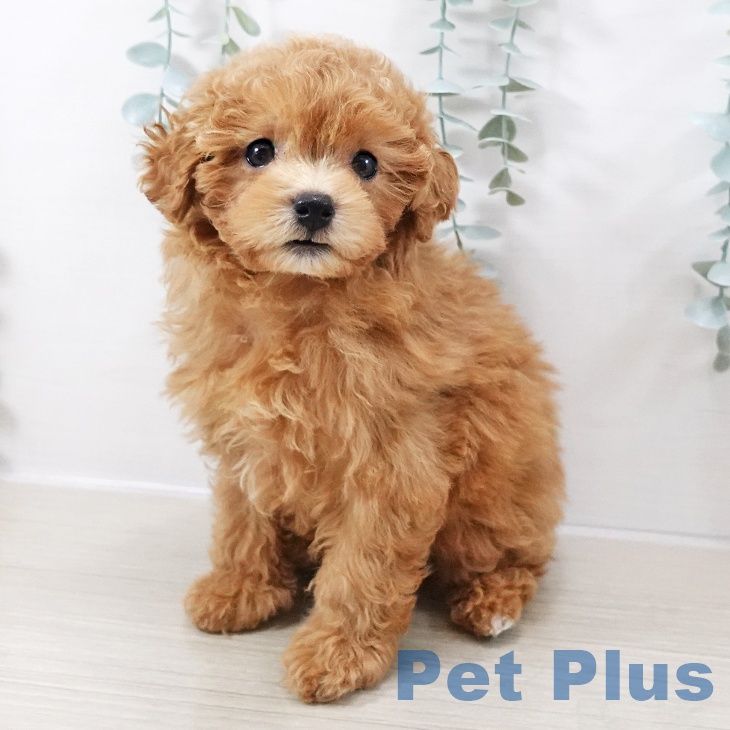 トイ・プードル