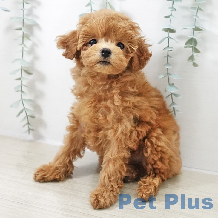 トイ・プードル