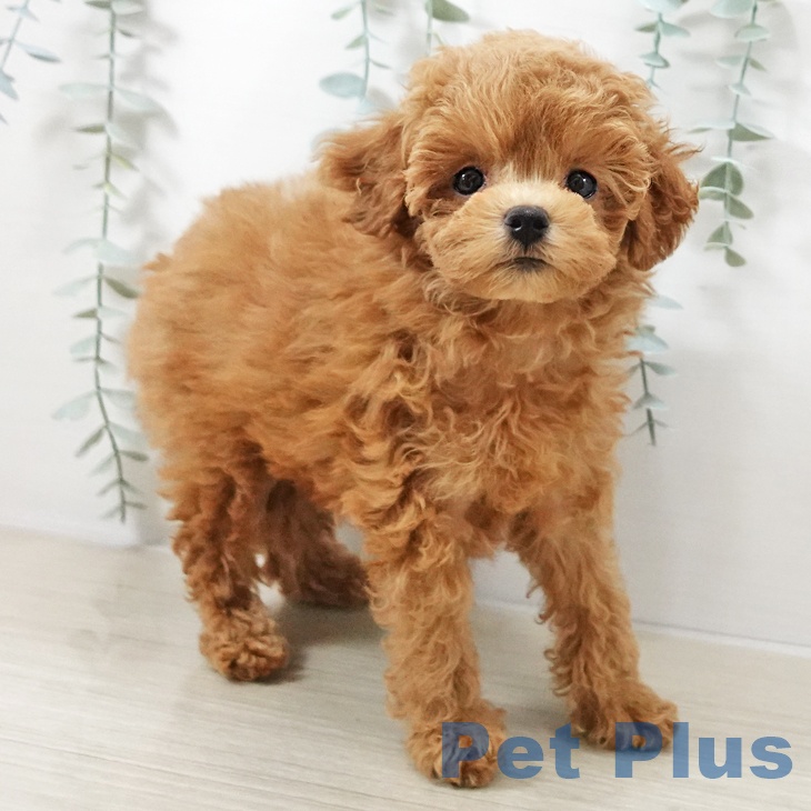 トイ・プードル