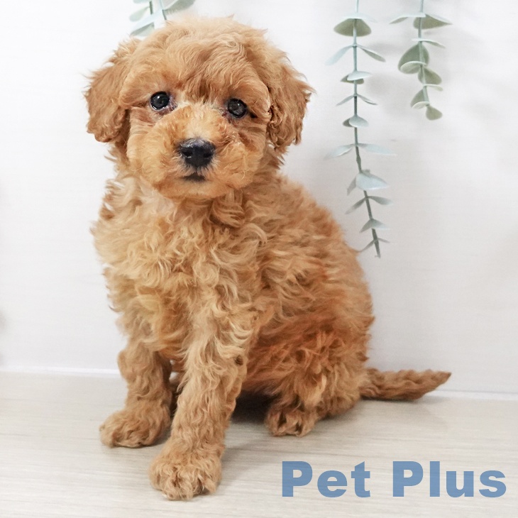 神奈川県のトイプードル(トイ) (ペットプラス 座間店/2025年10月6日生まれ/女の子/アプリコット)の子犬の1枚目の画像