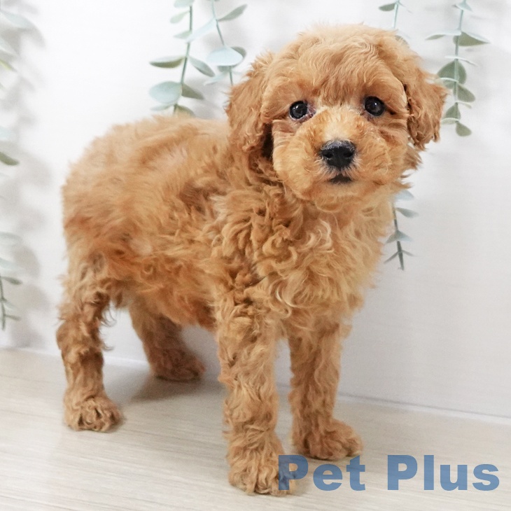 神奈川県のトイプードル(トイ) (ペットプラス 座間店/2025年10月6日生まれ/女の子/アプリコット)の子犬の2枚目の画像