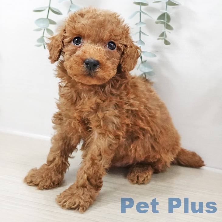 東京都のトイプードル(トイ) (ペットプラス むさし村山店/2025年10月9日生まれ/男の子/アプリコット)の子犬