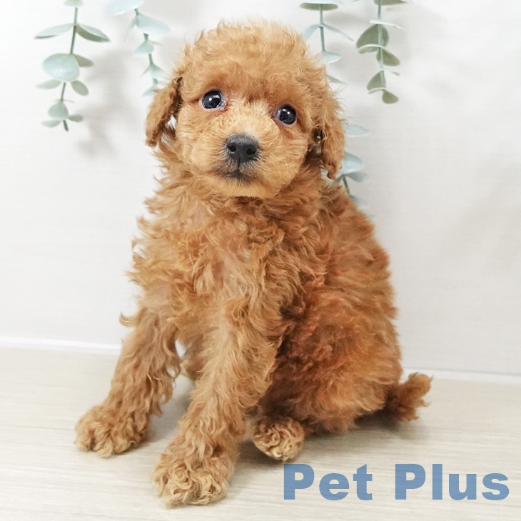 埼玉県のトイプードル(トイ) (ペットプラス 上尾店/2025年10月9日生まれ/男の子/アプリコット)の子犬の1枚目の画像