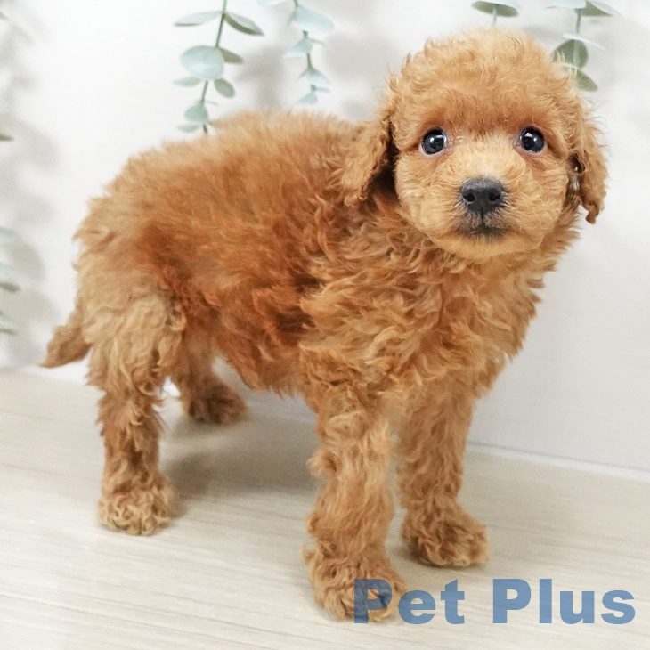 埼玉県のトイプードル(トイ) (ペットプラス 上尾店/2025年10月9日生まれ/男の子/アプリコット)の子犬の2枚目の画像
