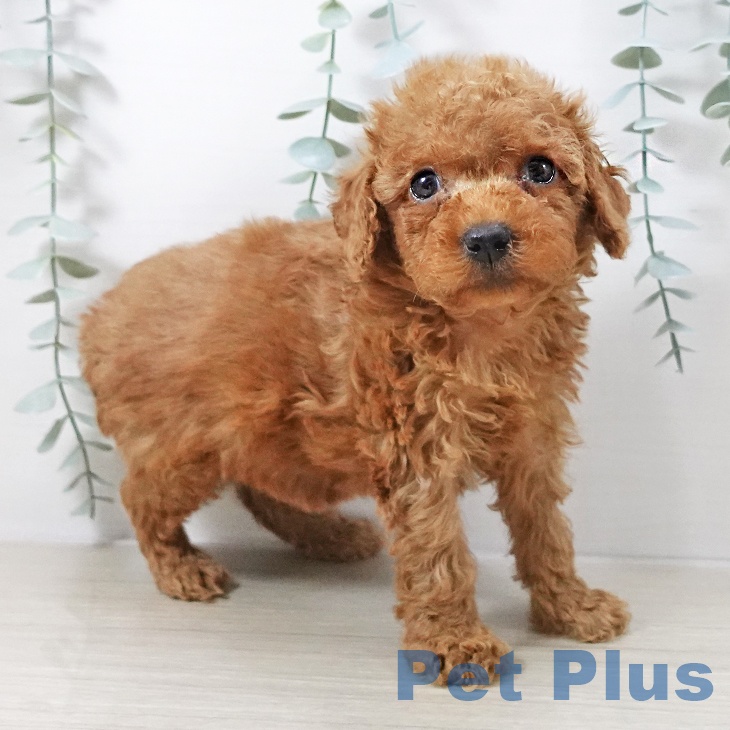 神奈川県のトイプードル(トイ) (ペットプラス 湘南平塚店/2025年10月9日生まれ/女の子/アプリコット)の子犬の1枚目の画像