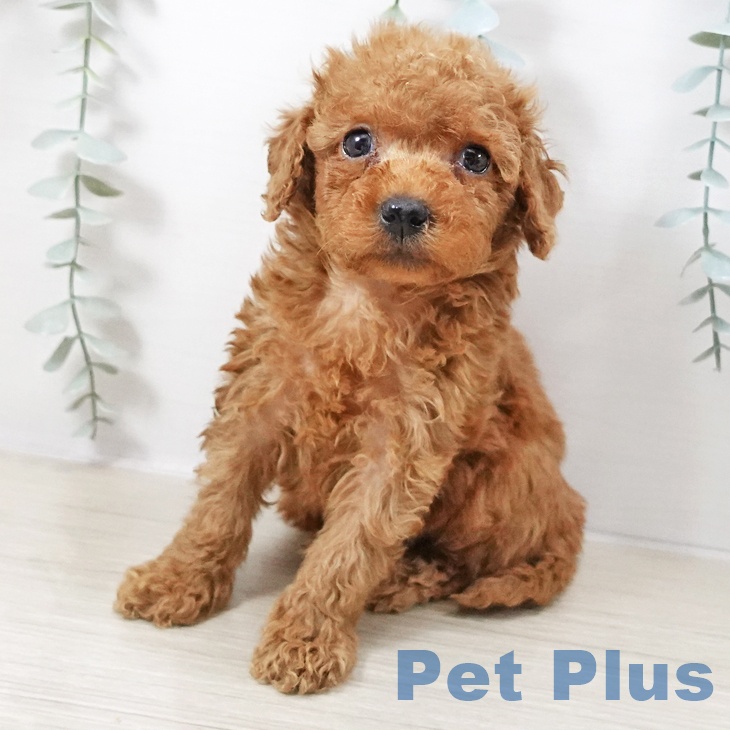 神奈川県のトイプードル(トイ) (ペットプラス 湘南平塚店/2025年10月9日生まれ/女の子/アプリコット)の子犬の2枚目の画像