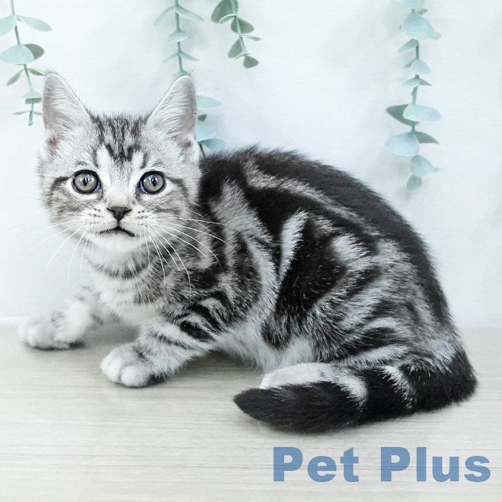 神奈川県のアメリカンショートヘアー (ペッツワン 横須賀久里浜店/2025年10月9日生まれ/男の子/シルバータビー)の子猫の1枚目の画像