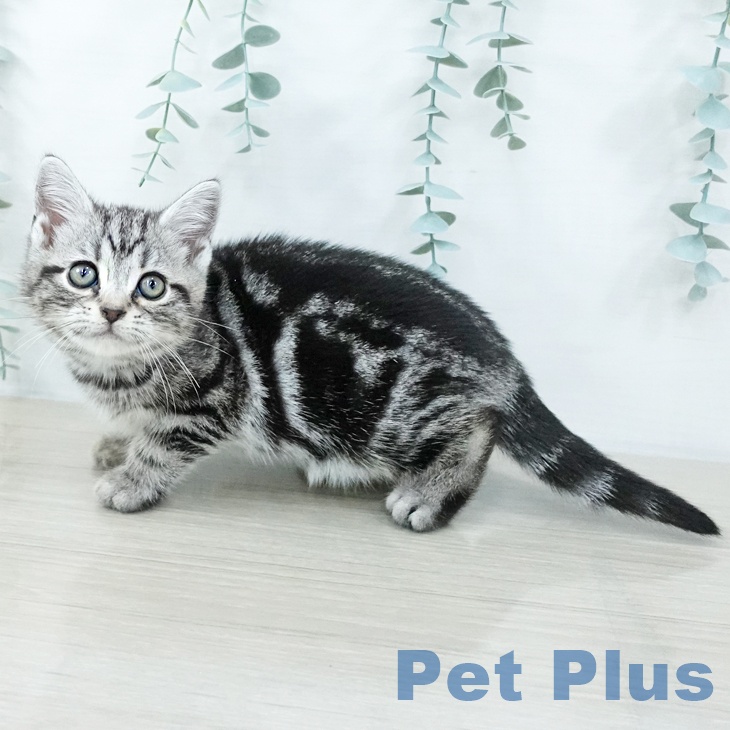 岩手県のアメリカンショートヘアー (ペットプラス 盛岡南店/2025年10月9日生まれ/女の子/シルバータビー)の子猫の1枚目の画像