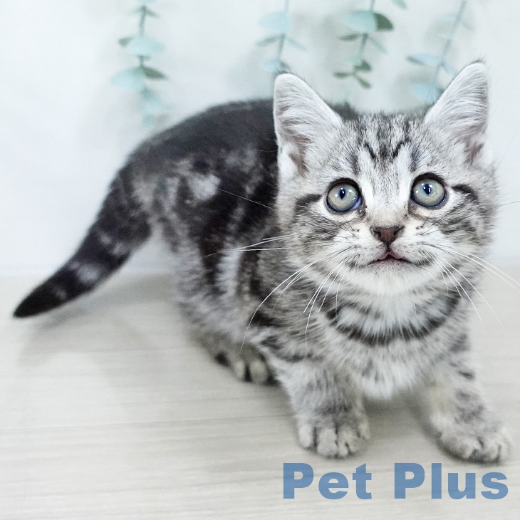 岩手県のアメリカンショートヘアー (ペットプラス 盛岡南店/2025年10月9日生まれ/女の子/シルバータビー)の子猫の2枚目の画像