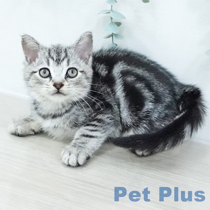 東京都のアメリカンショートヘアー (ペットプラス 東久留米店/2025年10月12日生まれ/男の子/シルバータビー)の子猫の1枚目の画像