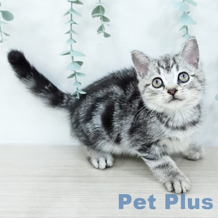 東京都のアメリカンショートヘアー (ペットプラス 東久留米店/2025年10月12日生まれ/男の子/シルバータビー)の子猫の2枚目の画像