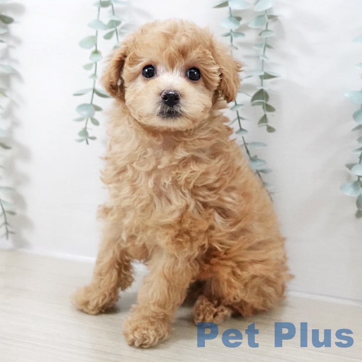 トイ・プードル